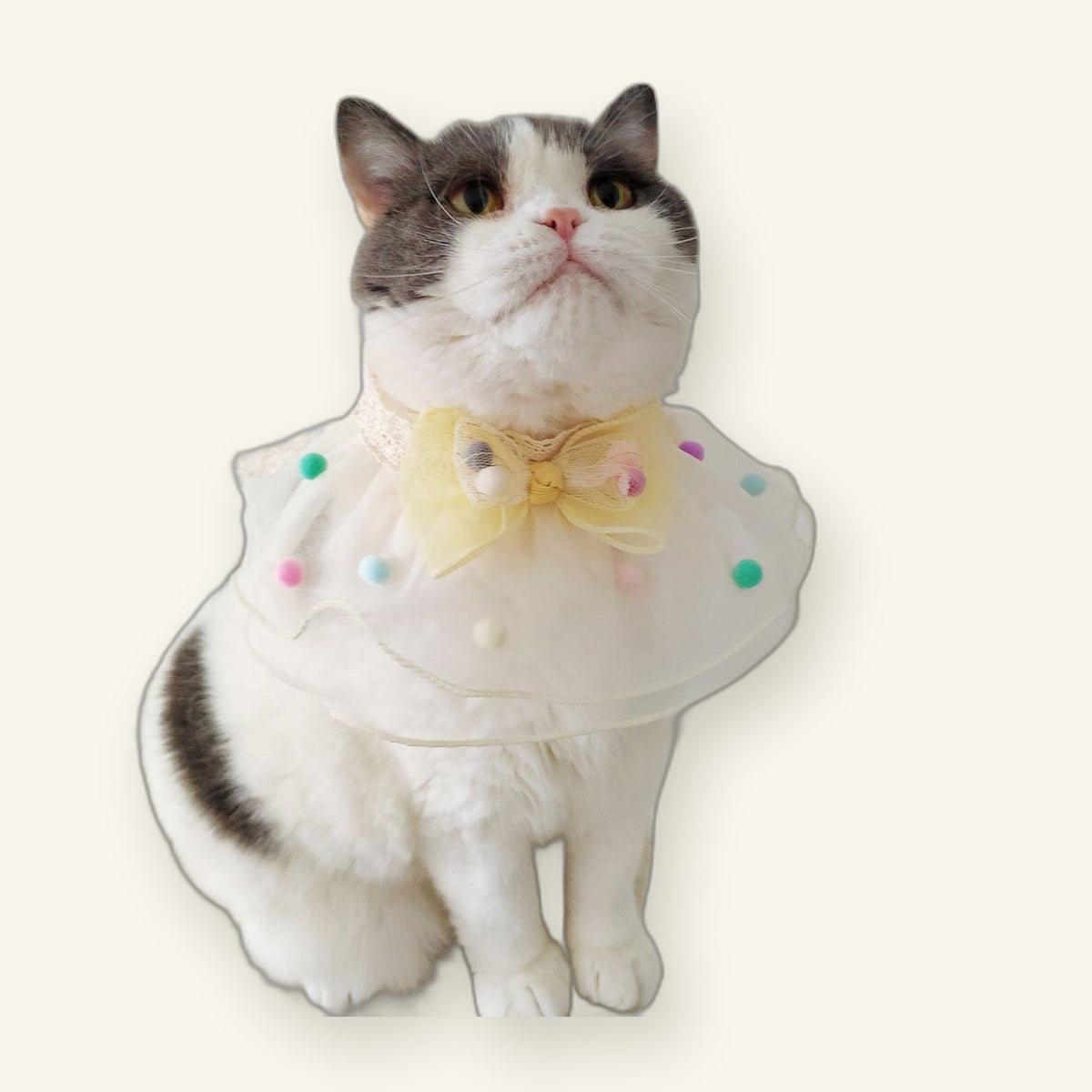 Lace Bow Pet Collar
