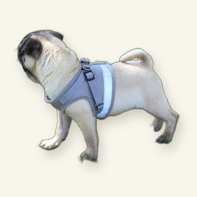 Dog Harness & Lead Set